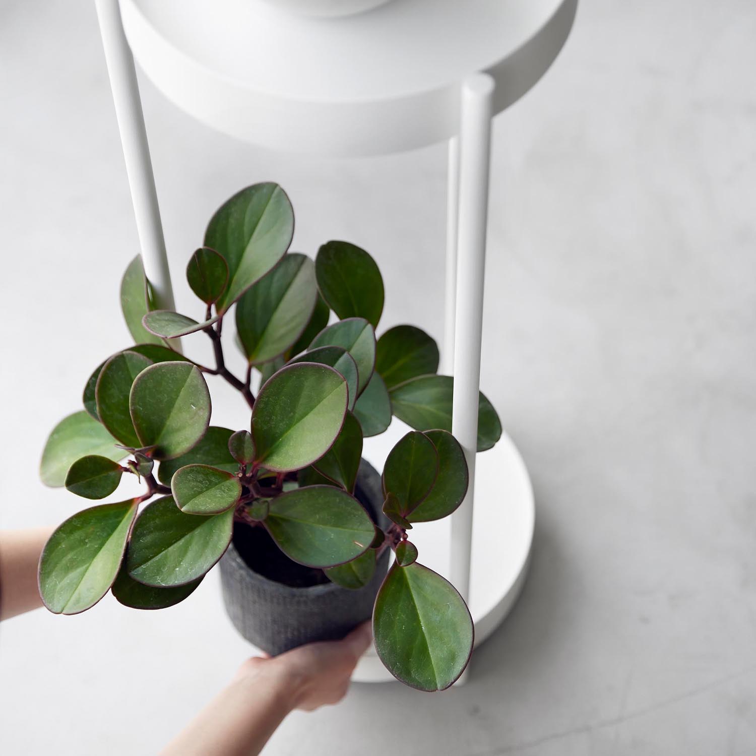 Tower Rolling Two-Tier Plant Stand